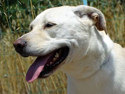 Lucas - ein aktiver Begleiter, Labrador-Mix - Rüde