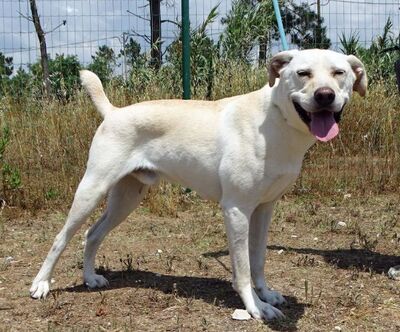 Lucas - ein aktiver Begleiter, Labrador-Mix - Rüde