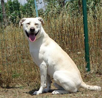 Lucas - ein aktiver Begleiter, Labrador-Mix - Rüde