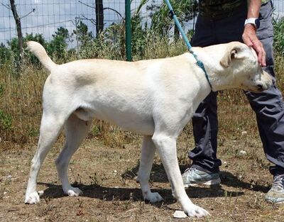 Lucas - ein aktiver Begleiter, Labrador-Mix - Rüde