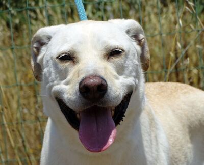 Lucas- ein aktiver Begleiter, Labrador-Mix - Rüde