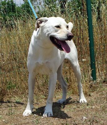Lucas- ein aktiver Begleiter, Labrador-Mix - Rüde