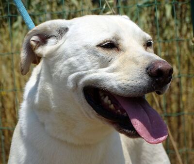 Lucas- ein aktiver Begleiter, Labrador-Mix - Rüde