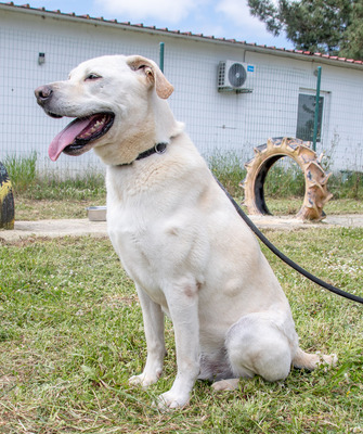 Lucas- ein aktiver Begleiter, Labrador-Mix - Rüde