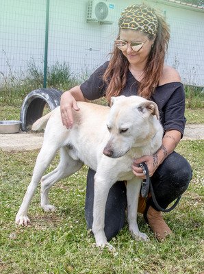 Lucas- ein aktiver Begleiter, Labrador-Mix - Rüde