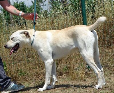 Lucas - ein aktiver Begleiter, Mischling - Rüde
