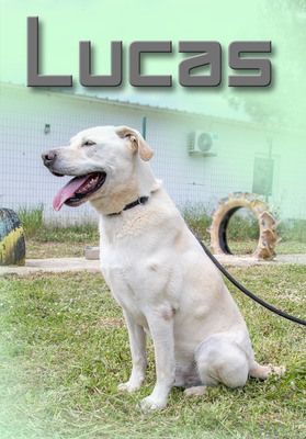 Lucas - ein temperamentvoller Bursche, Labrador-Mix - Rüde