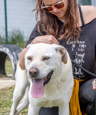 Lucas - ein temperamentvoller Bursche, Labrador-Mix - Rüde