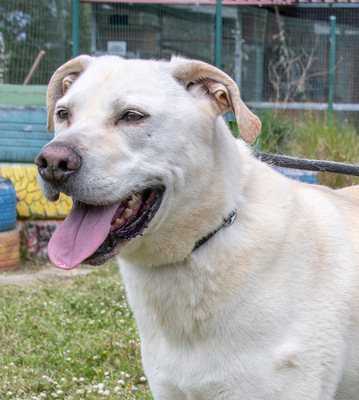 Lucas - ein temperamentvoller Bursche, Labrador-Mix - Rüde