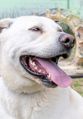 Lucas - ein temperamentvoller Bursche, Labrador-Mix - Rüde