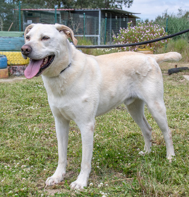 Lucas - ein temperamentvoller Bursche, Labrador-Mix - Rüde