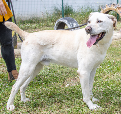 Lucas - ein temperamentvoller Bursche, Labrador-Mix - Rüde