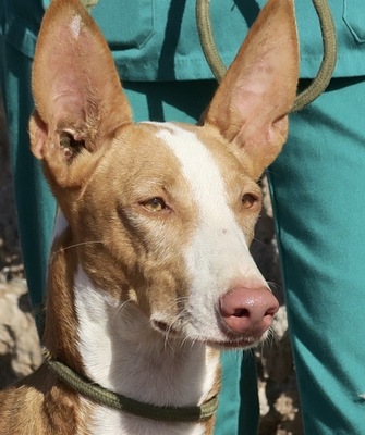 Lucero, Podenco Mix - Rüde