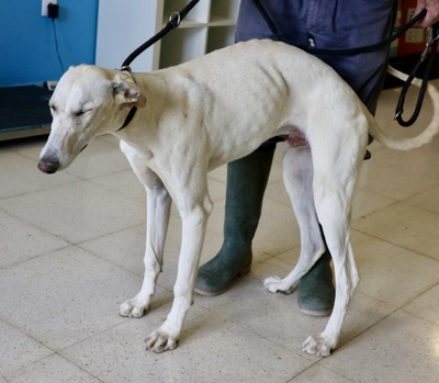 Lucho, Galgo Espanol - Rüde