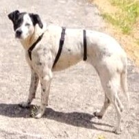 🌺Luci Pointer-Mischlingshündin würde ein Leben als Einzelprinzessin oder als Mitbewohnerin bei einem ruhigen nicht aufdringlichen Hundekumpel gefallen. 🌸, Pointer-Mischlingshündin - Hündin