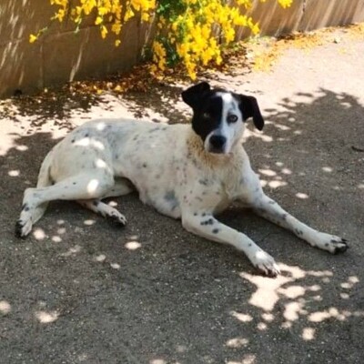 🌺Luci Pointer-Mischlingshündin würde ein Leben als Einzelprinzessin oder als Mitbewohnerin bei einem ruhigen nicht aufdringlichen Hundekumpel gefallen. 🌸, Pointer-Mischlingshündin - Hündin