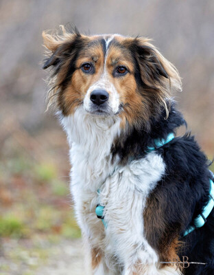 Luciane, Mix - Hündin