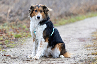 Luciane, Mix - Hündin