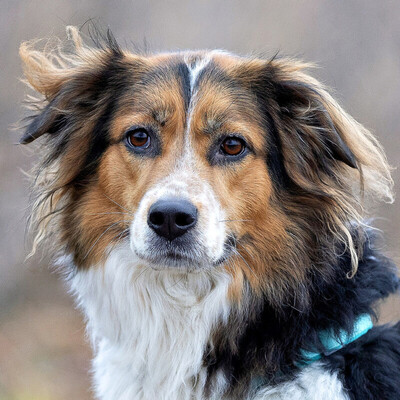 Luciane, Mix - Hündin