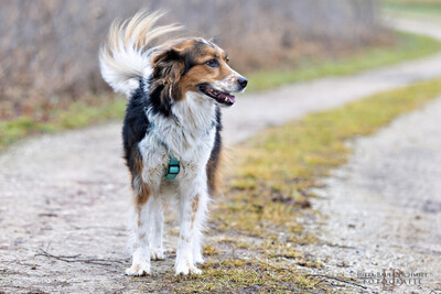 Luciane, Mix - Hündin