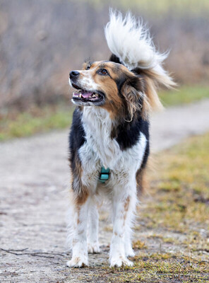 Luciane, Mix - Hündin