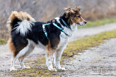 Luciane, Mix - Hündin