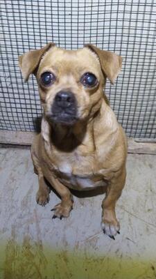 Lucie, Mischling - Hündin