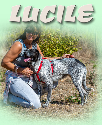 Lucile - ein feines Mädchen, Deutsch Kurzhaar - Mix - Hündin