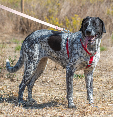 Lucile - ein feines Mädchen, Deutsch Kurzhaar - Mix - Hündin