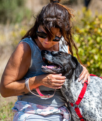 Lucile - ein feines Mädchen, Deutsch Kurzhaar-Mix - Hündin