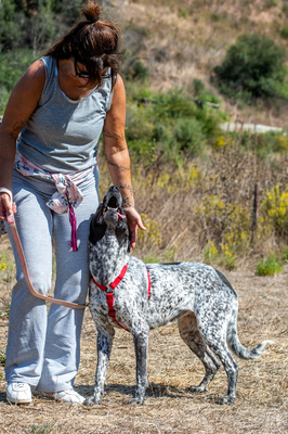 Lucile - ein feines Mädchen, Deutsch Kurzhaar-Mix - Hündin