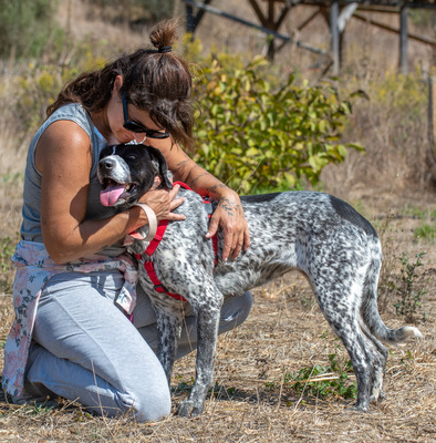 Lucile - ein feines Mädchen, Deutsch Kurzhaar-Mix - Hündin