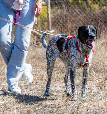 Lucile - ein feines Mädchen, Deutsch Kurzhaar-Mix - Hündin