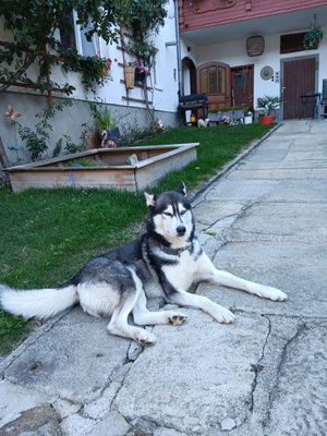Lucky, Husky - Rüde