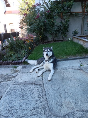 Lucky, Husky - Rüde
