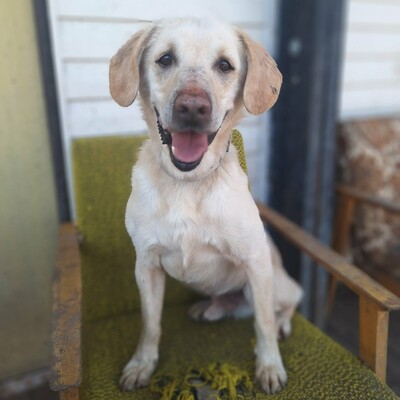 🐶Lucky Labrador Mischling liebt die Nähe seiner Menschen und genießt jede Zuneigung 💥, Labrador Mischling - Rüde
