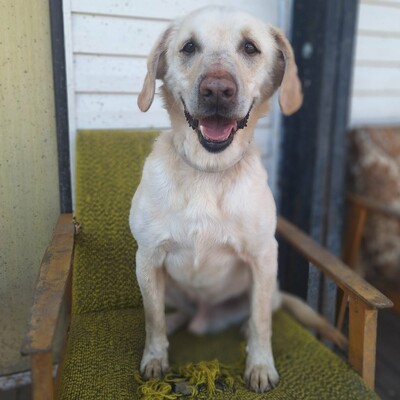 🐶Lucky Labrador Mischling liebt die Nähe seiner Menschen und genießt jede Zuneigung 💥, Labrador Mischling - Rüde