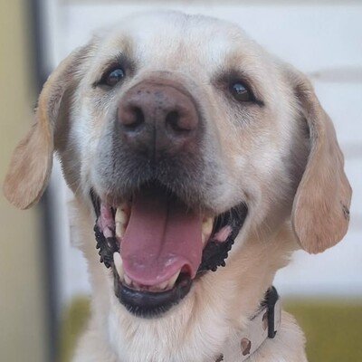 🐶Lucky Labrador Mischling liebt die Nähe seiner Menschen und genießt jede Zuneigung 💥, Labrador Mischling - Rüde