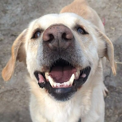 🐶Lucky Labrador Mischling liebt die Nähe seiner Menschen und genießt jede Zuneigung 💥, Labrador Mischling - Rüde