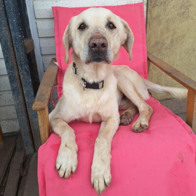 🐶Lucky Labrador Mischling liebt die Nähe seiner Menschen und genießt jede Zuneigung 💥, Labrador Mischling - Rüde