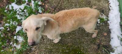 🐶Lucky Labrador Mischling liebt die Nähe seiner Menschen und genießt jede Zuneigung 💥, Labrador Mischling - Rüde