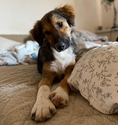 Lucky, Mischling - Rüde