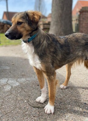 Lucky, Mischling - Rüde