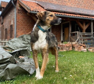Lucky, Mischling - Rüde