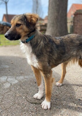 Lucky, Mischling - Rüde