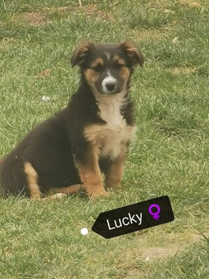 Lucky, Mischling Welpen - Hündin