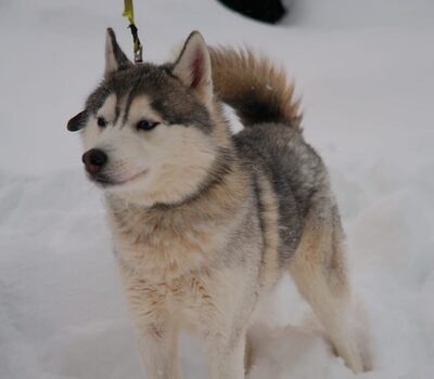 Lucky, Siberian Husky - Rüde