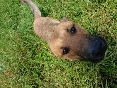 Lucky – ein freundliches Hundeseelchen sucht sein Zuhause