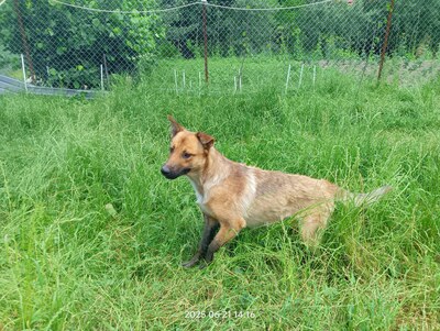 Lucky – ein freundliches Hundeseelchen sucht sein Zuhause, Mischling - Rüde