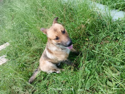 Lucky – ein freundliches Hundeseelchen sucht sein Zuhause, Mischling - Rüde